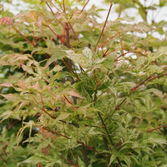 érable "Ukigumo", feuilles quasiment blanches au printemps