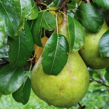 Poirier "Le Lectier"