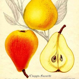 Poirier "Clapp's Favourite"