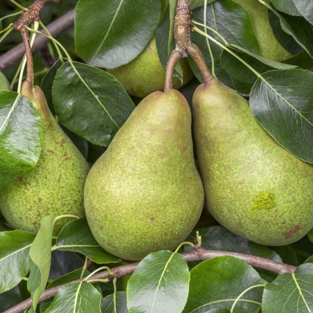 Poirier "Triomphe de Vienne"