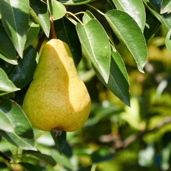 Poirier "Beurré Lebrun"