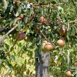 Poirier "Royale d'hiver"