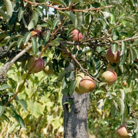 Poirier "Royale d'hiver"