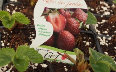 Le fraisier : culture au jardin