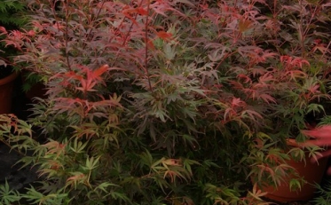 Culture d’acer palmatum « Bloogood »