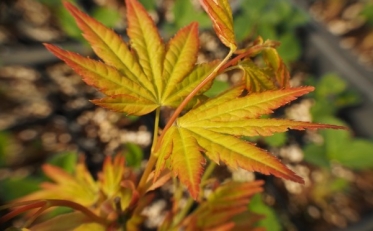 Acer Palmatum 